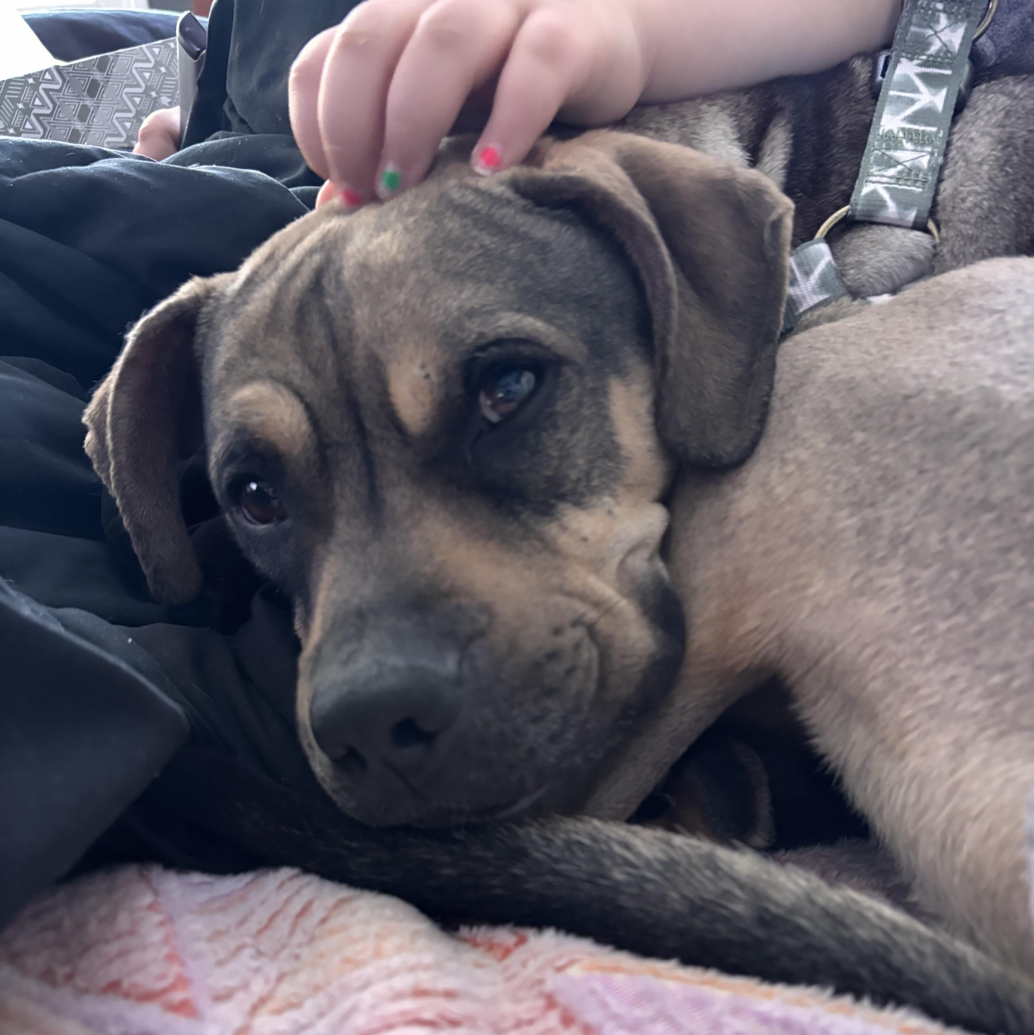 Enlarge Sonny! Sweetest companion! , a Adoptable Mixed Breed in Cambridge, MA image 4/6