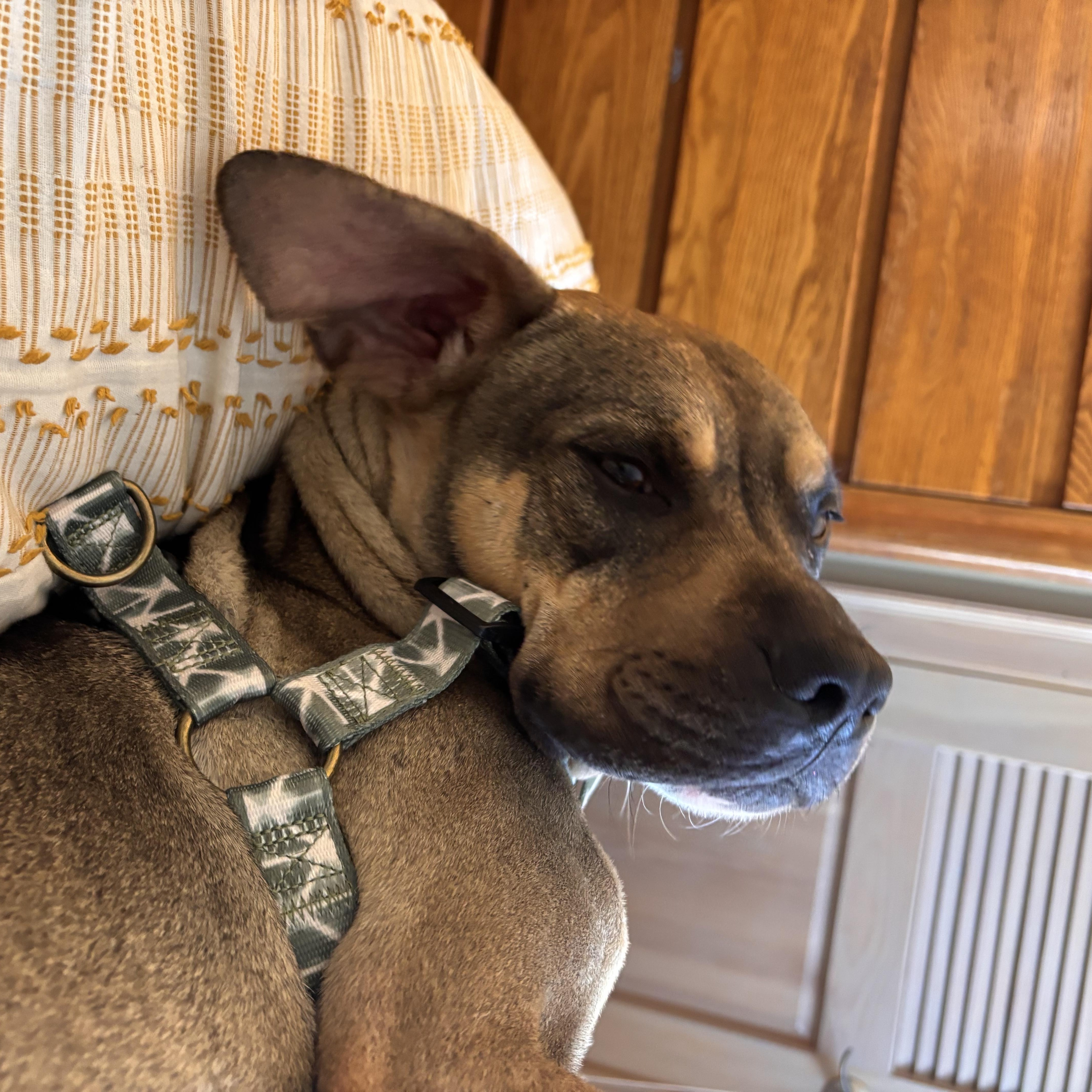 Enlarge Sonny! Sweetest companion! , a Adoptable Mixed Breed in Cambridge, MA image 6/6