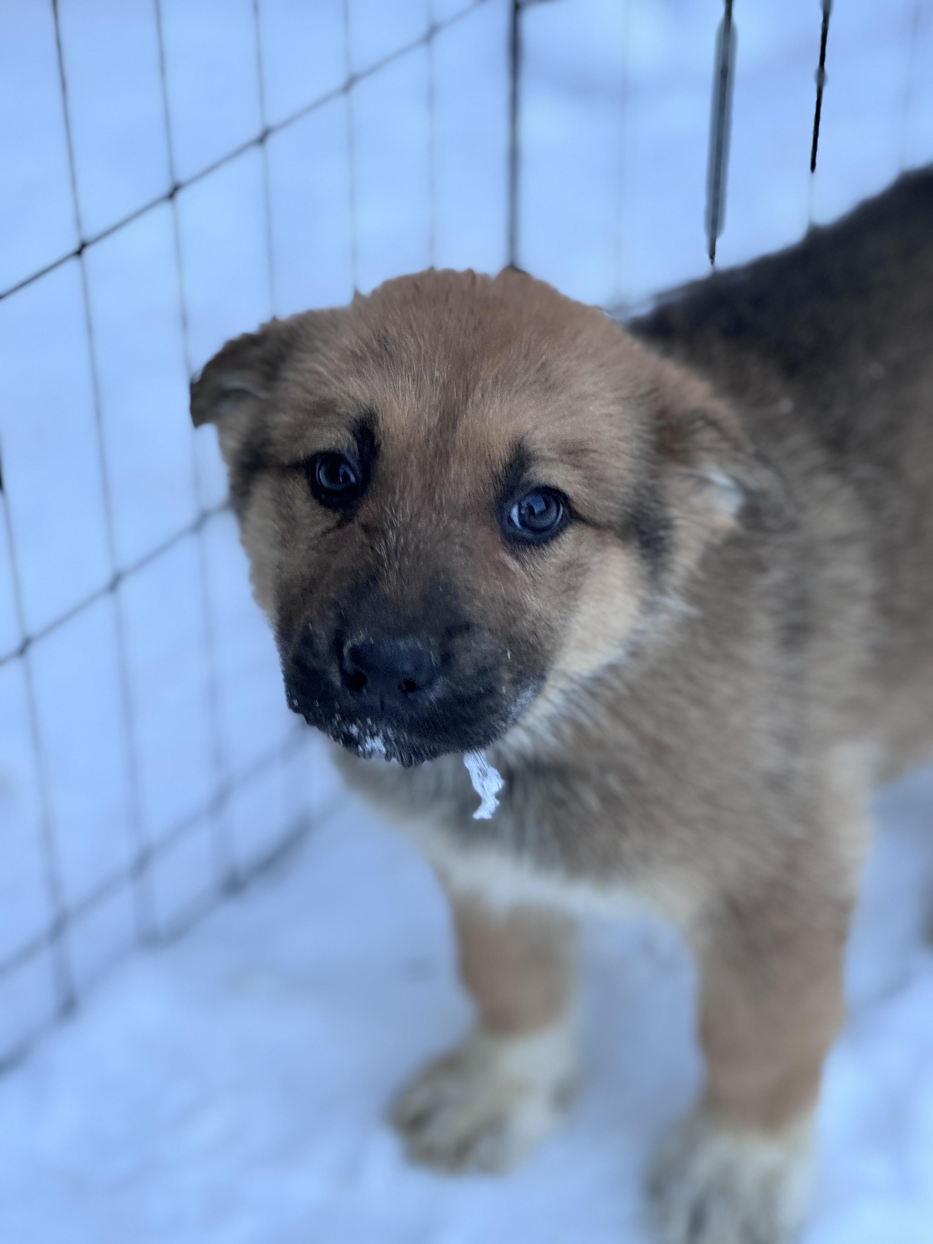 Enlarge Yahtzee, a ADOPTABLE mixed breed in Fredericksburg, VA image 1/1