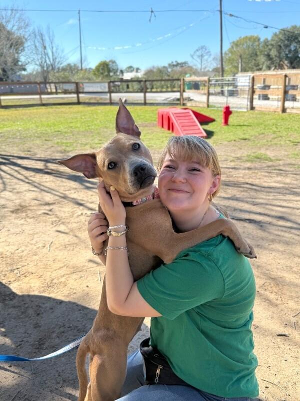 Sydney So Loving , a Adoptable mixed breed in Montreal, QC image 3/6