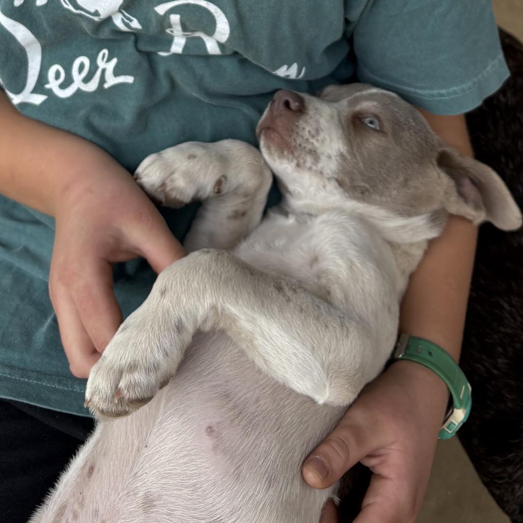 Teddy, Adoptable, Puppy Male Foxhound & Boxer.
