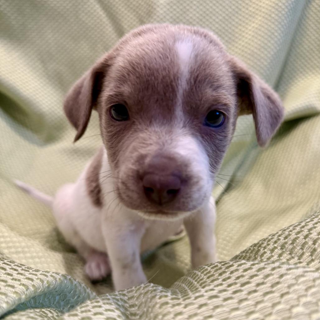 Enlarge Teddy, a Adoptable mixed breed in San Antonio, TX image 2/6
