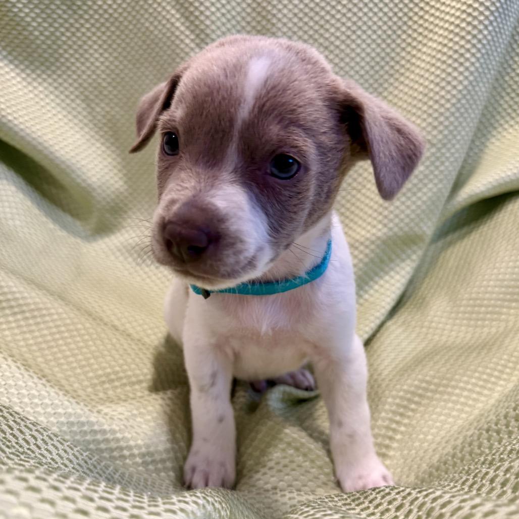 Enlarge Teddy, a Adoptable mixed breed in San Antonio, TX image 3/6