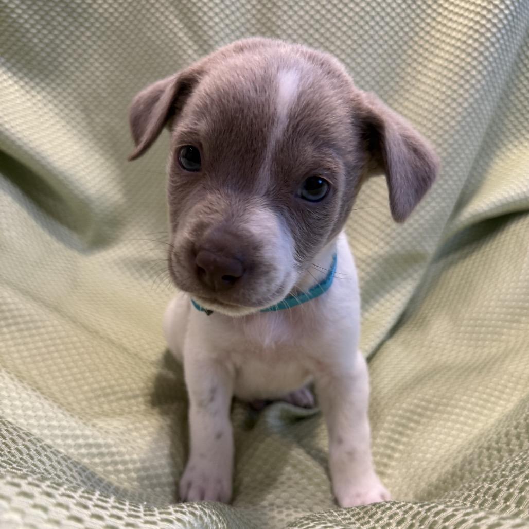 Enlarge Teddy, a Adoptable mixed breed in San Antonio, TX image 4/6