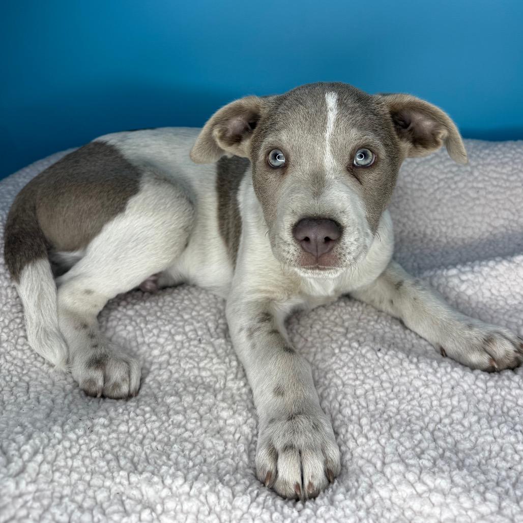 Enlarge Teddy, a Adoptable mixed breed in San Antonio, TX image 5/6