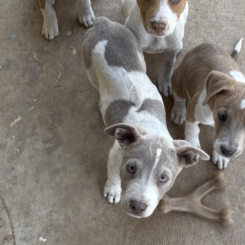 Enlarge Teddy, a Adoptable mixed breed in San Antonio, TX image 6/6