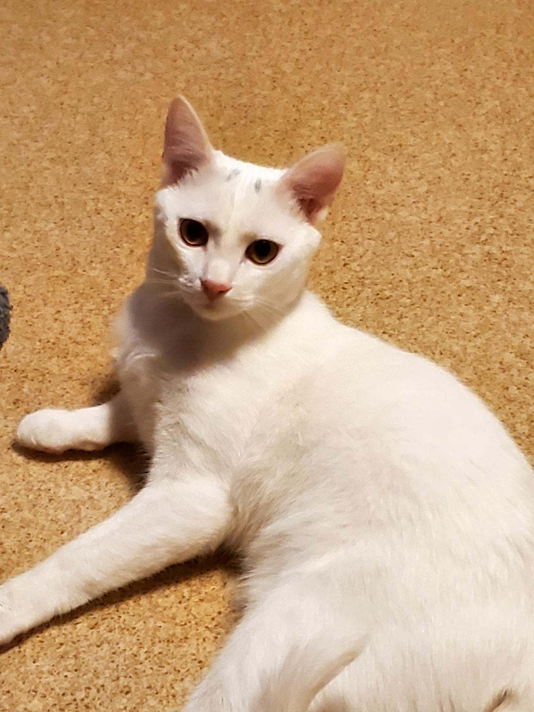 Opal & Jade, ADOPTABLE, Young Female Domestic Short Hair.