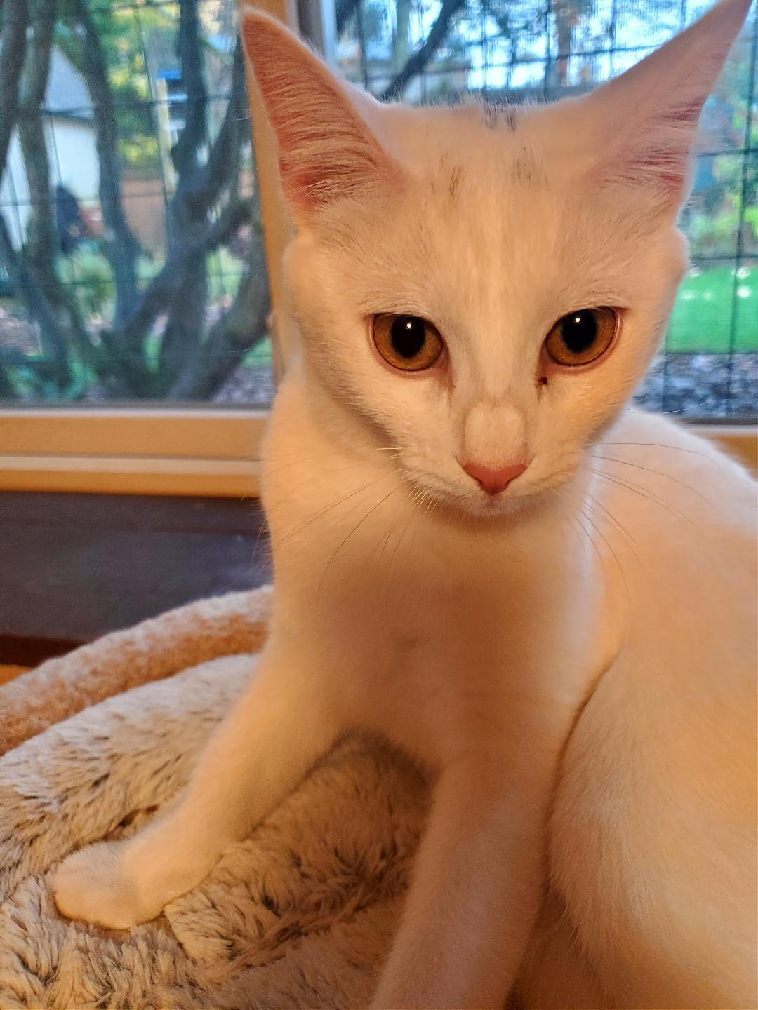 Enlarge Opal & Jade, a ADOPTABLE Domestic Short Hair in Kirkland, WA image 2/5