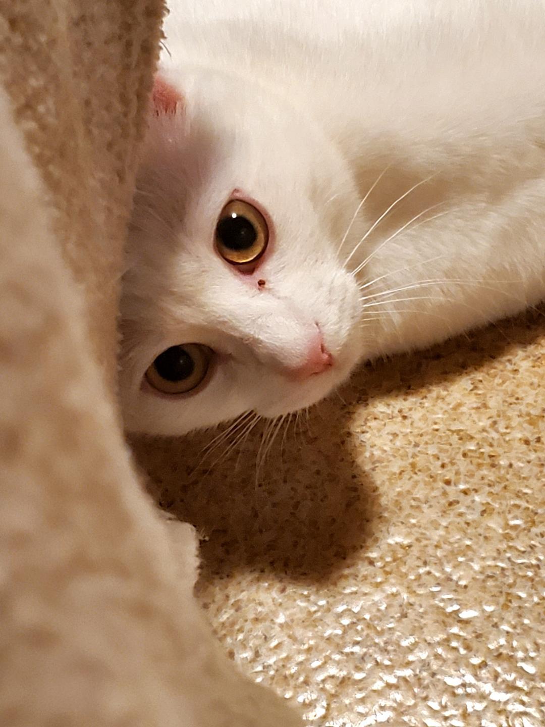 Enlarge Opal & Jade, a ADOPTABLE Domestic Short Hair in Kirkland, WA image 3/5