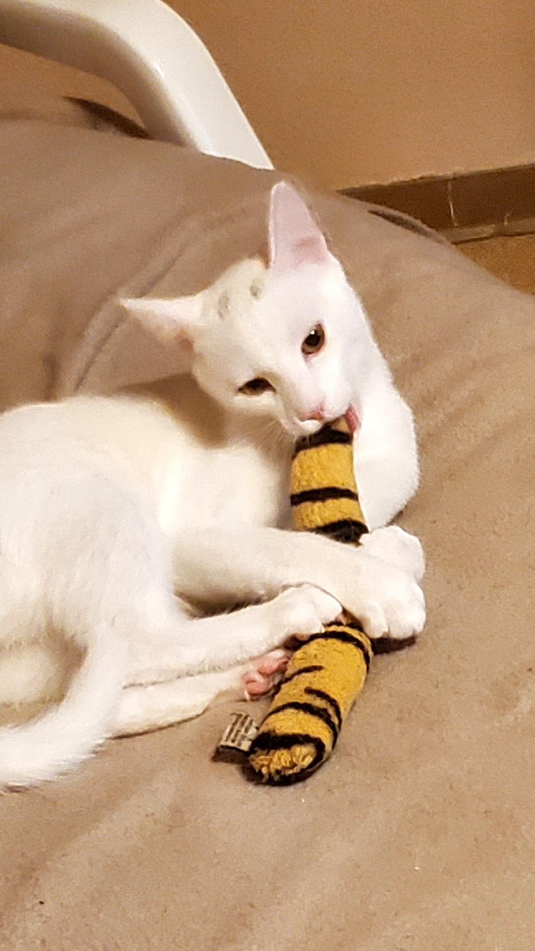 Enlarge Opal & Jade, a ADOPTABLE Domestic Short Hair in Kirkland, WA image 4/5