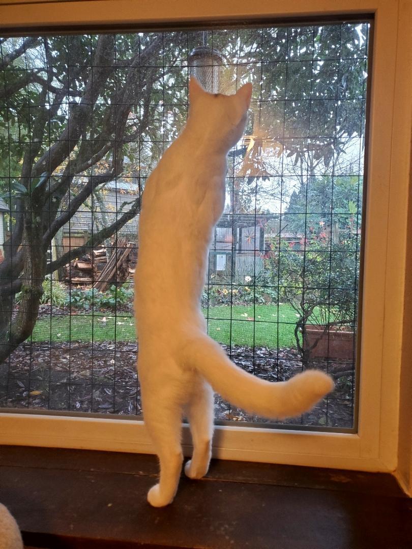 Enlarge Opal & Jade, a ADOPTABLE Domestic Short Hair in Kirkland, WA image 5/5