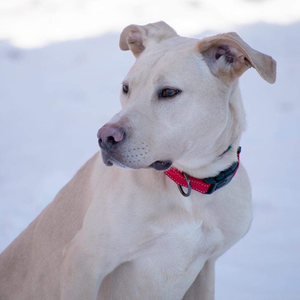 Enlarge Jonathon, a Adoptable Yellow Labrador Retriever in Brainerd, MN image 1/6