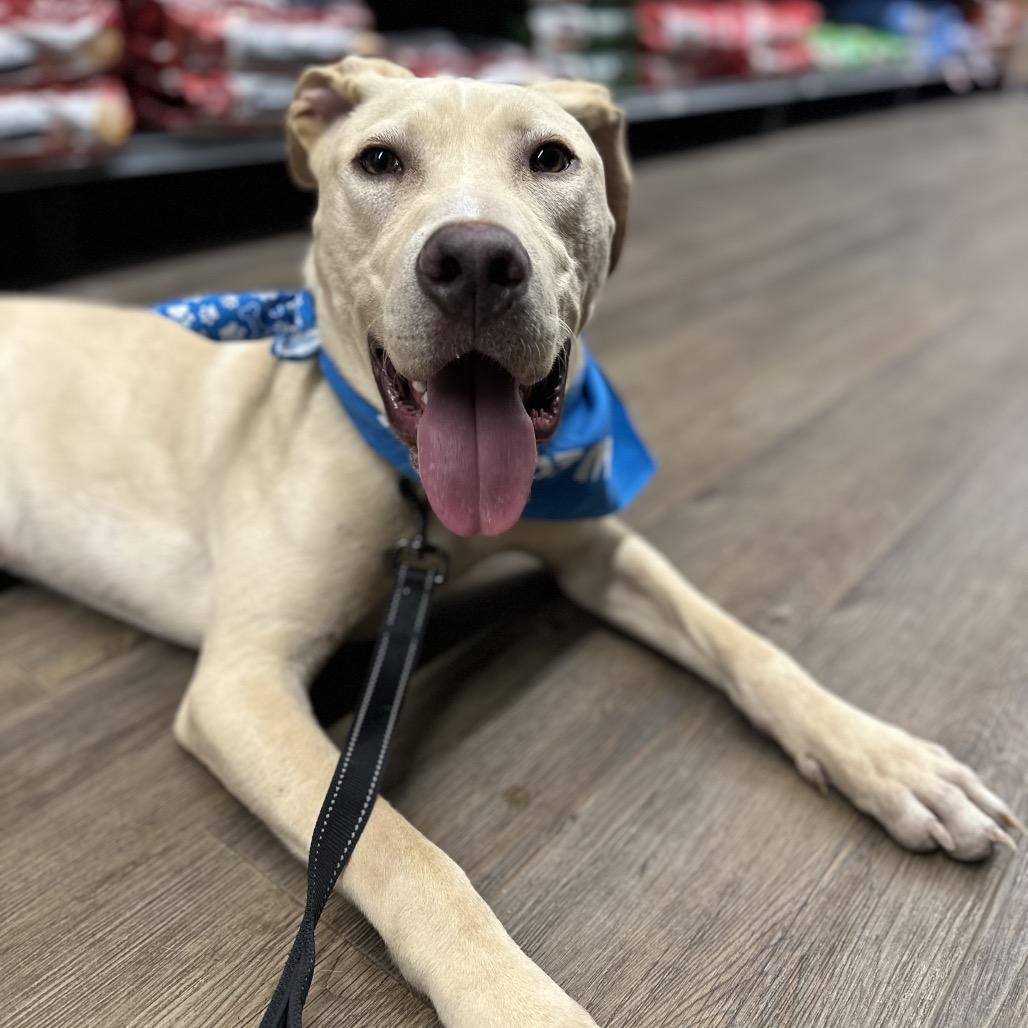 Enlarge Jonathon, a Adoptable Yellow Labrador Retriever in Brainerd, MN image 2/6