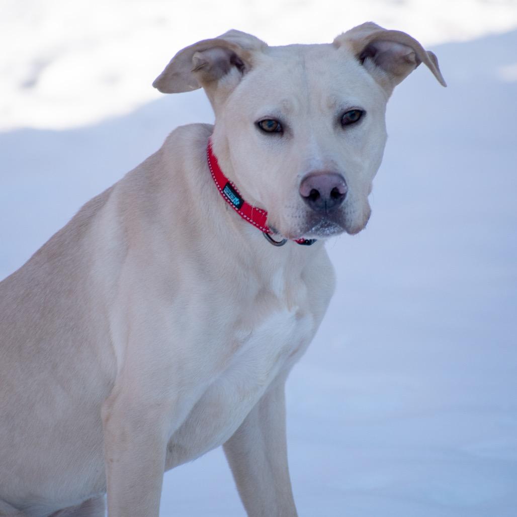 Enlarge Jonathon, a Adoptable Yellow Labrador Retriever in Brainerd, MN image 3/6