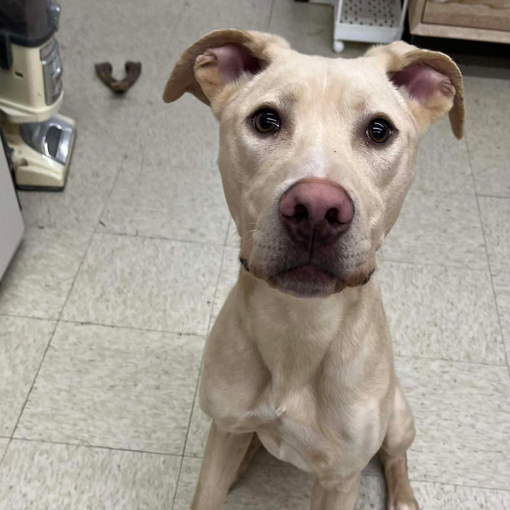 Enlarge Jonathon, a Adoptable Yellow Labrador Retriever in Brainerd, MN image 4/6