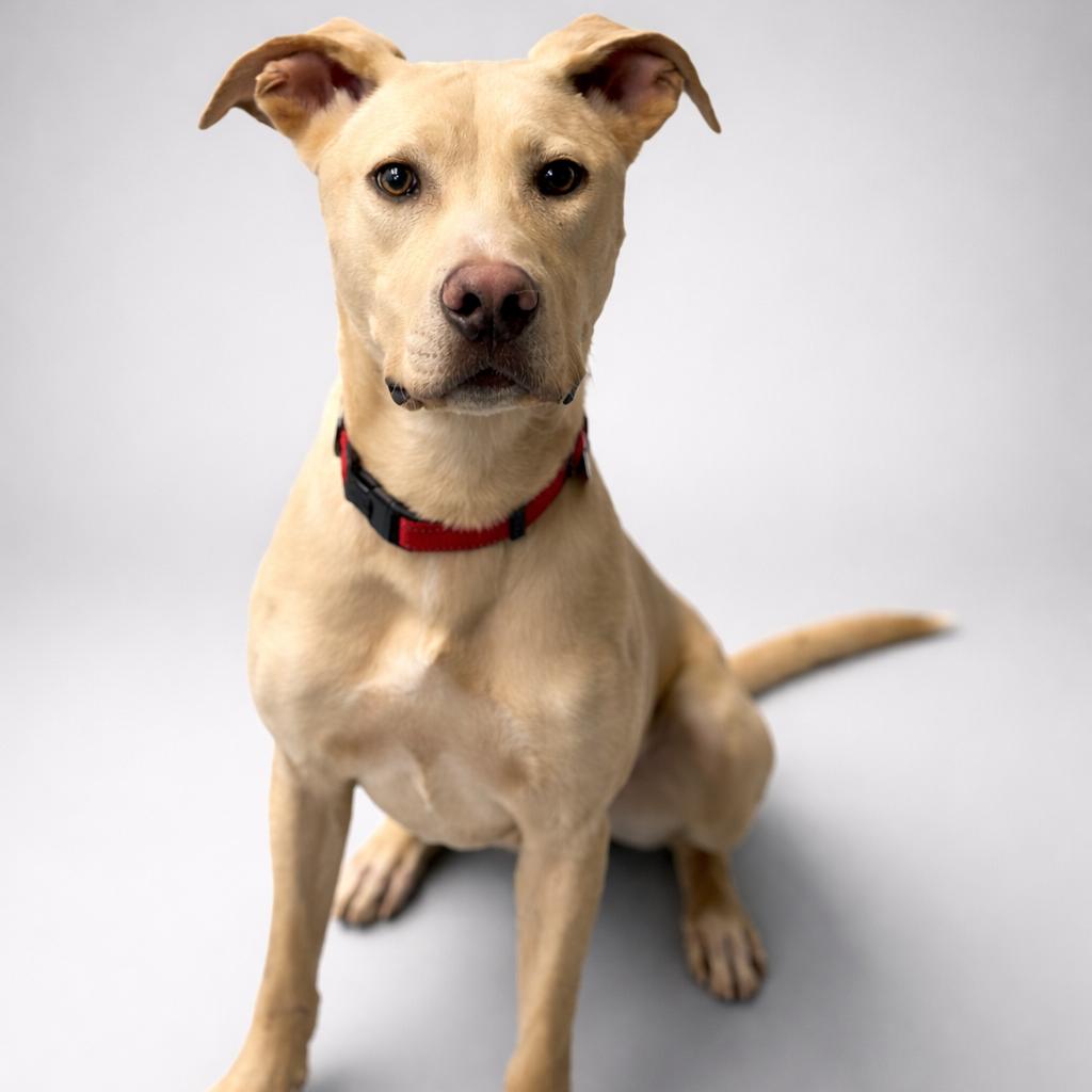 Enlarge Jonathon, a Adoptable Yellow Labrador Retriever in Brainerd, MN image 5/6