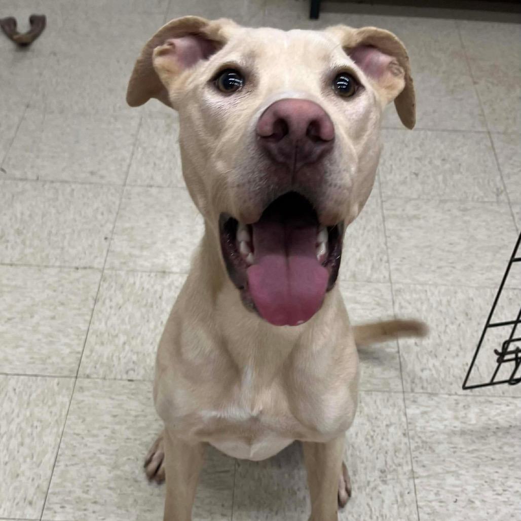 Enlarge Jonathon, a Adoptable Yellow Labrador Retriever in Brainerd, MN image 6/6