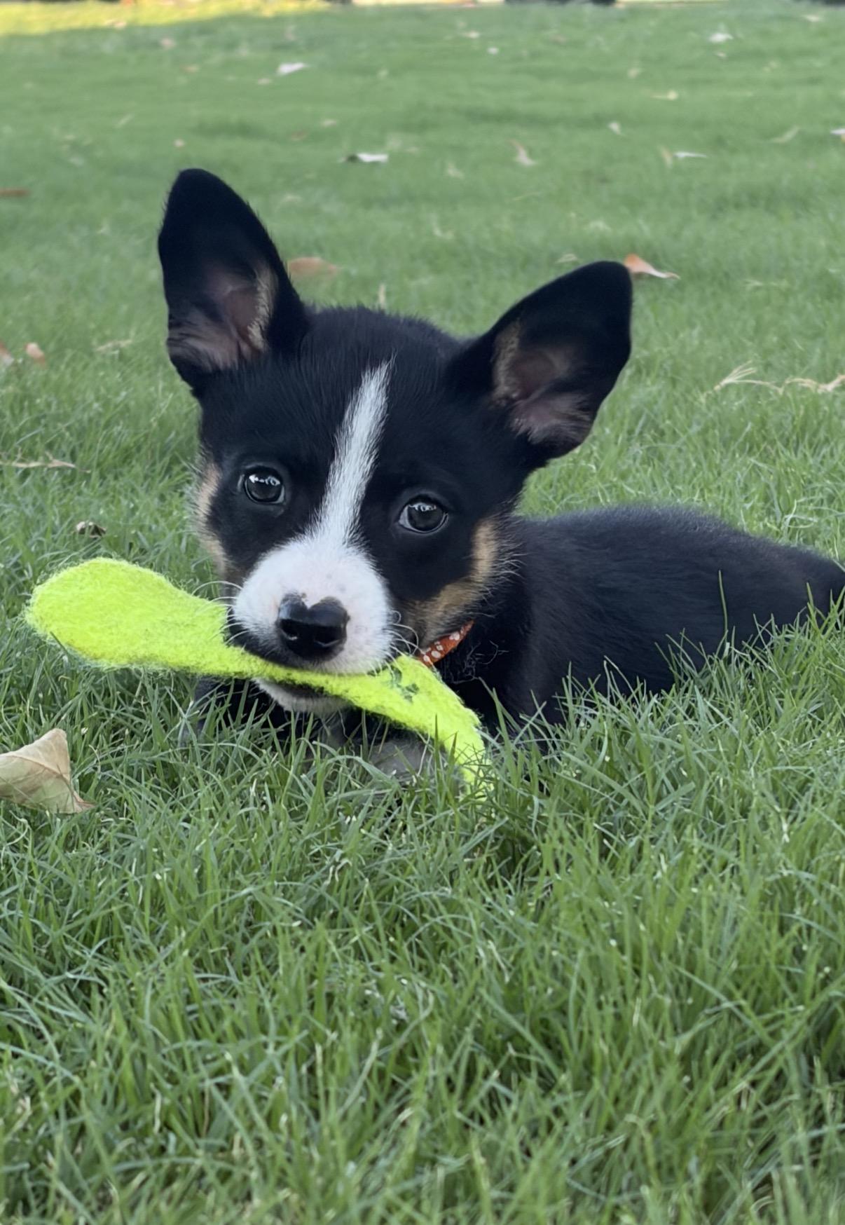 Lassa, Adopted, Puppy Female Australian Shepherd & Cattle Dog.
