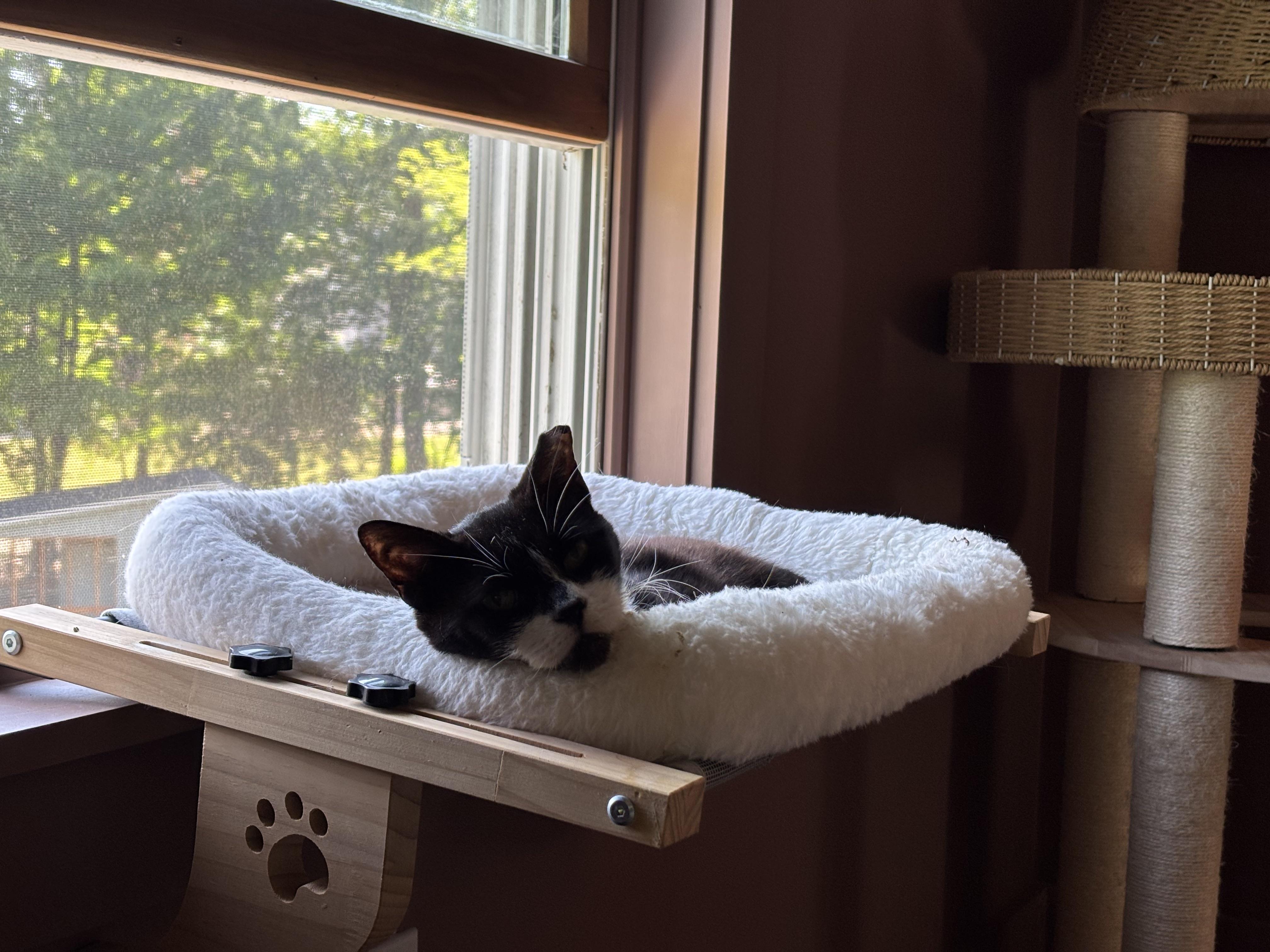 Enlarge Catnip, an adopted Domestic Short Hair in Groveland, MA image 3/4