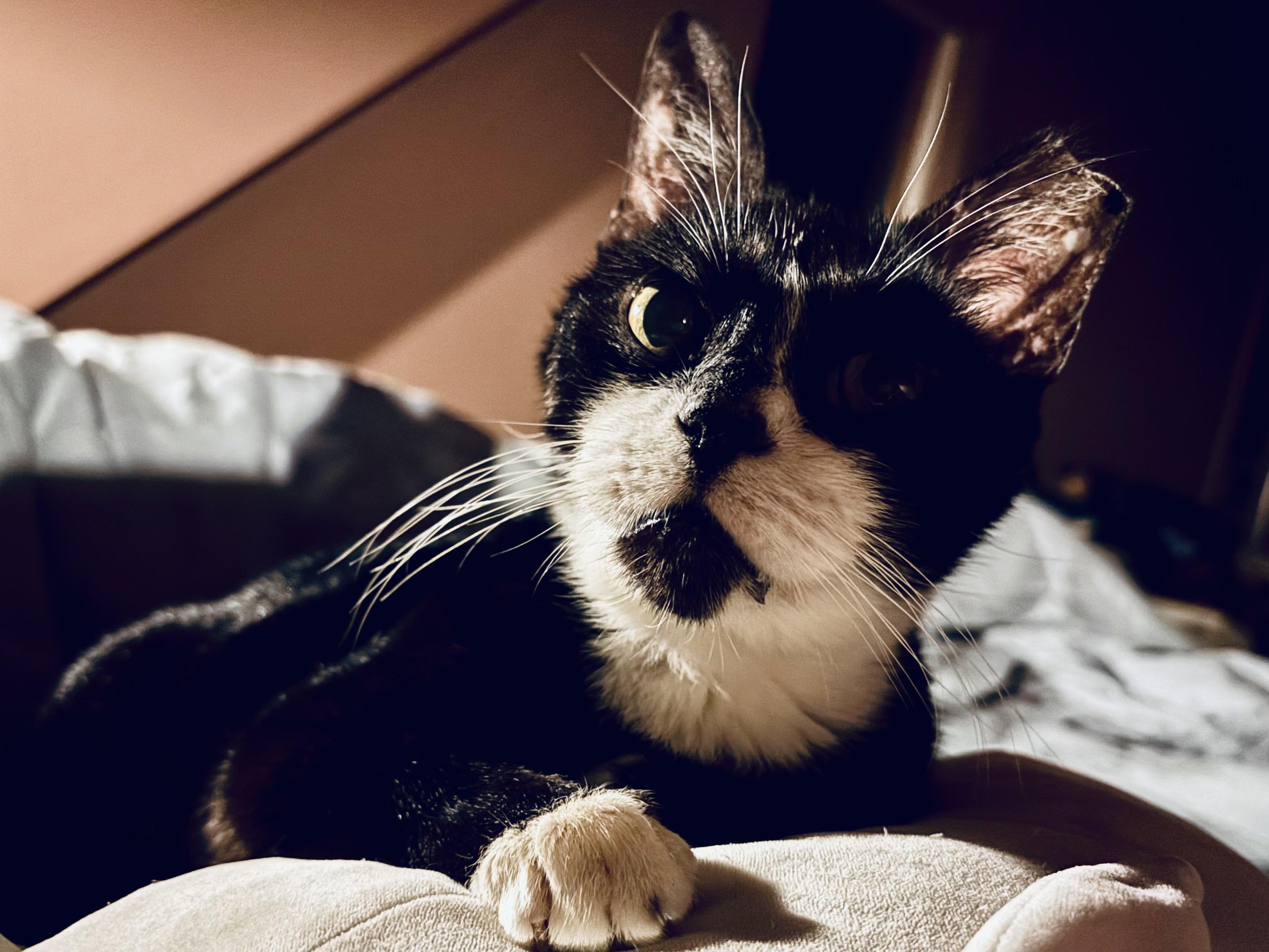 Catnip, adopted, Senior Female Domestic Short Hair.