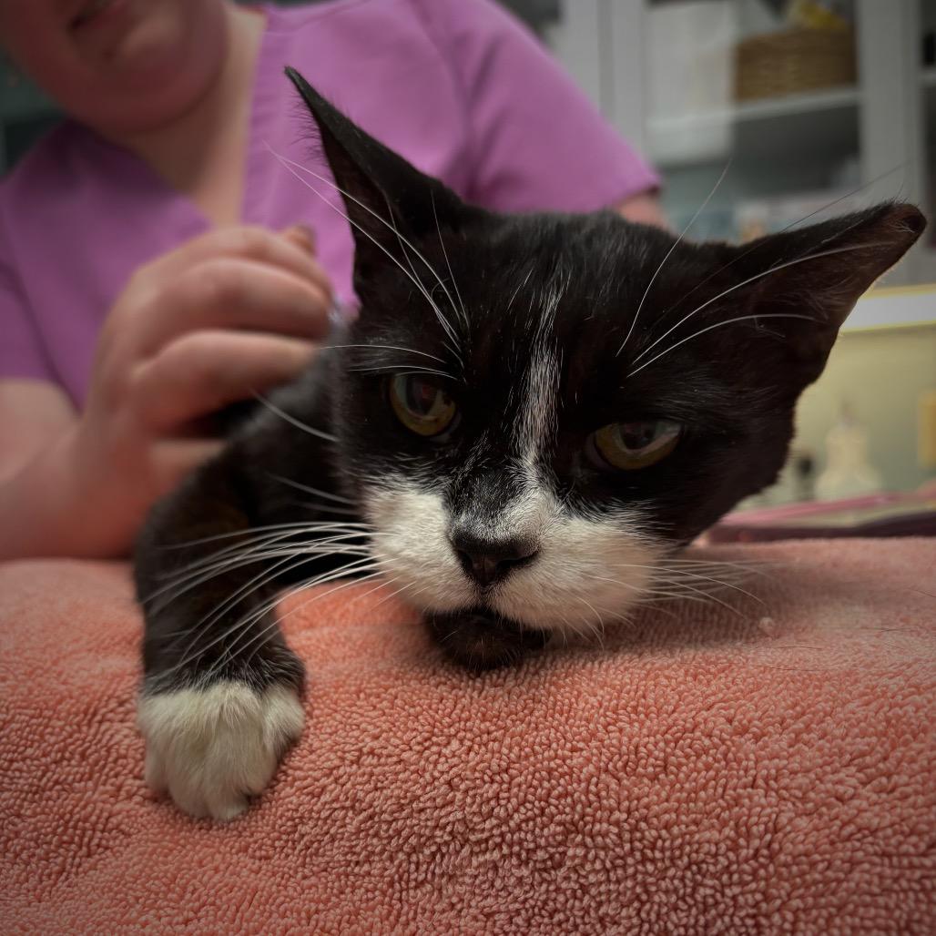 Enlarge Catnip, an adopted Domestic Short Hair in Groveland, MA image 2/4