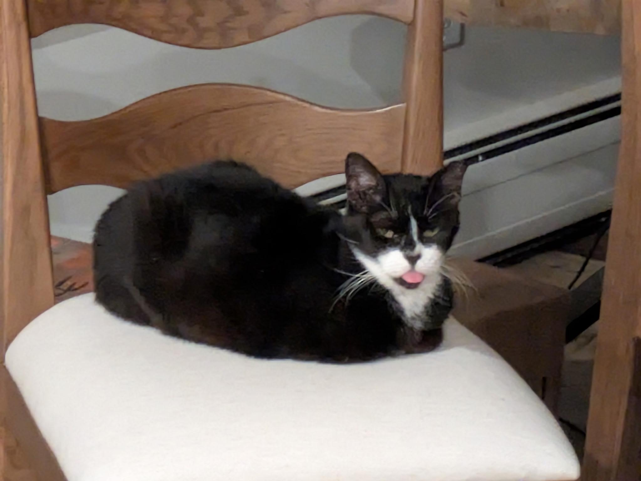 Enlarge Catnip, an adopted Domestic Short Hair in Groveland, MA image 4/4