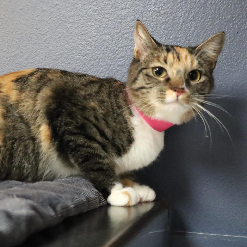 Sage, Adoptable, Young Female Domestic Short Hair.