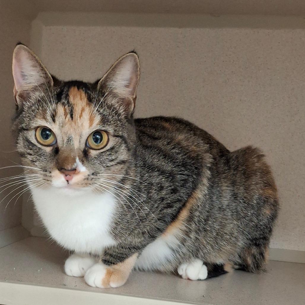 Enlarge Sage, a Adoptable Domestic Short Hair in Lakeland, FL image 2/3