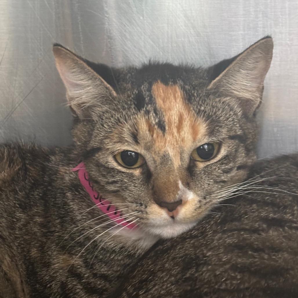 Enlarge Sage, a Adoptable Domestic Short Hair in Lakeland, FL image 3/3