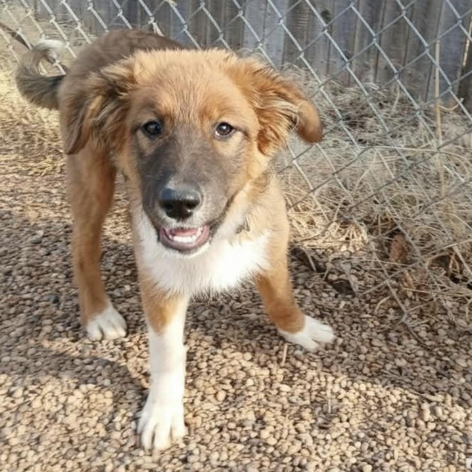 Skittles , ADOPTABLE, Young Female Mixed Breed.