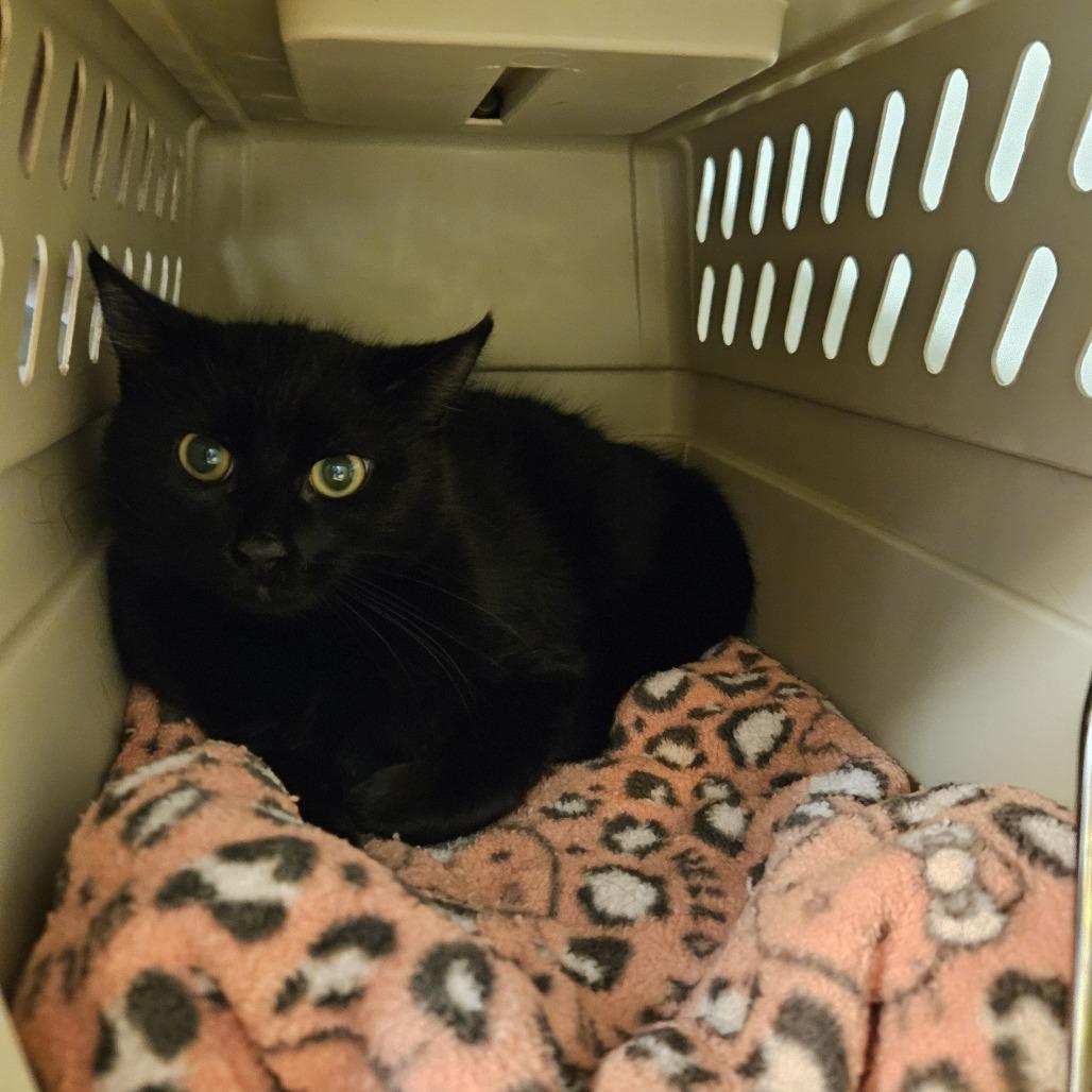 Cupid, Adoptable, Young Female Domestic Short Hair.