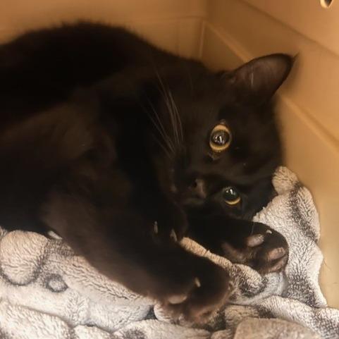 Cupid, a Adoptable Domestic Short Hair in Port Townsend, WA image 2/6