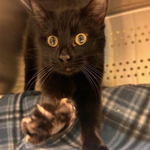 Cupid, a Adoptable Domestic Short Hair in Port Townsend, WA image 4/6