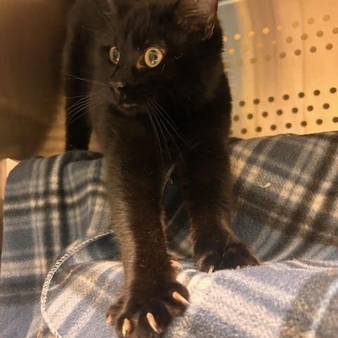 Cupid, a Adoptable Domestic Short Hair in Port Townsend, WA image 5/6