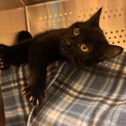 Cupid, a Adoptable Domestic Short Hair in Port Townsend, WA image 6/6