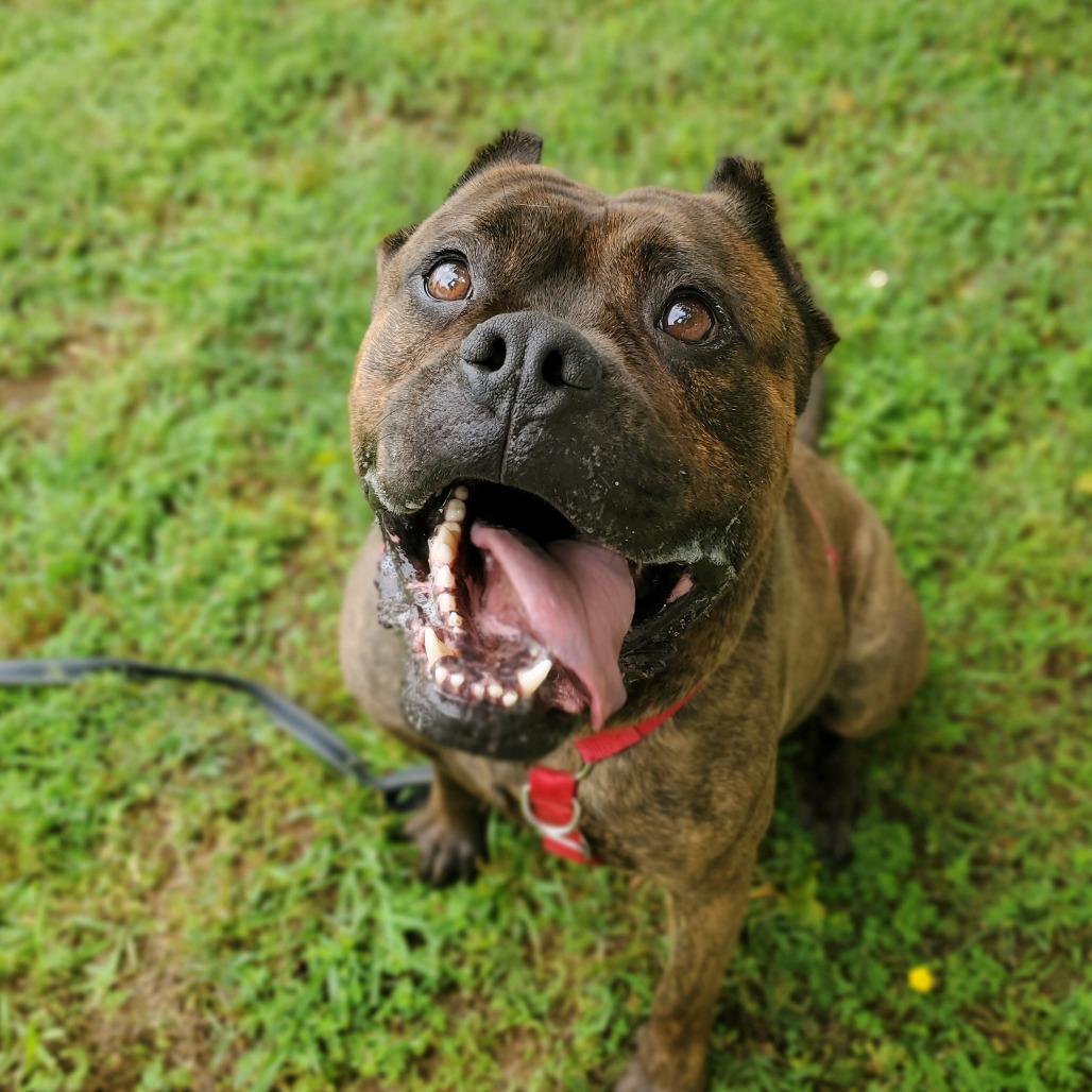 Enlarge Sully, a Adoptable Mixed Breed in Fredericksburg, VA image 1/6