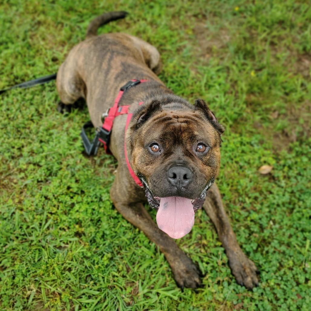 Enlarge Sully, a Adoptable Mixed Breed in Fredericksburg, VA image 3/6