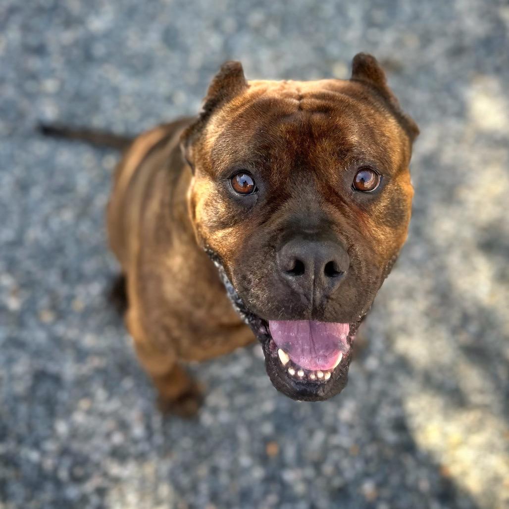 Enlarge Sully, a Adoptable Mixed Breed in Fredericksburg, VA image 4/6