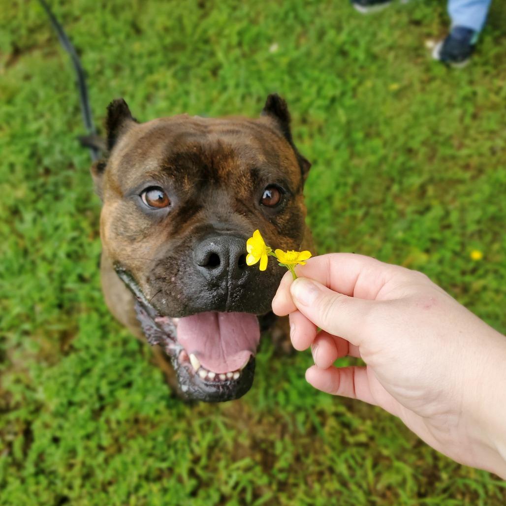 Enlarge Sully, a Adoptable Mixed Breed in Fredericksburg, VA image 5/6