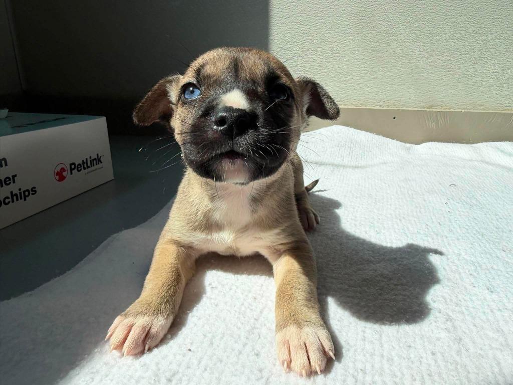 U1 Spider, Adoptable, Puppy Female Boxer & Husky.
