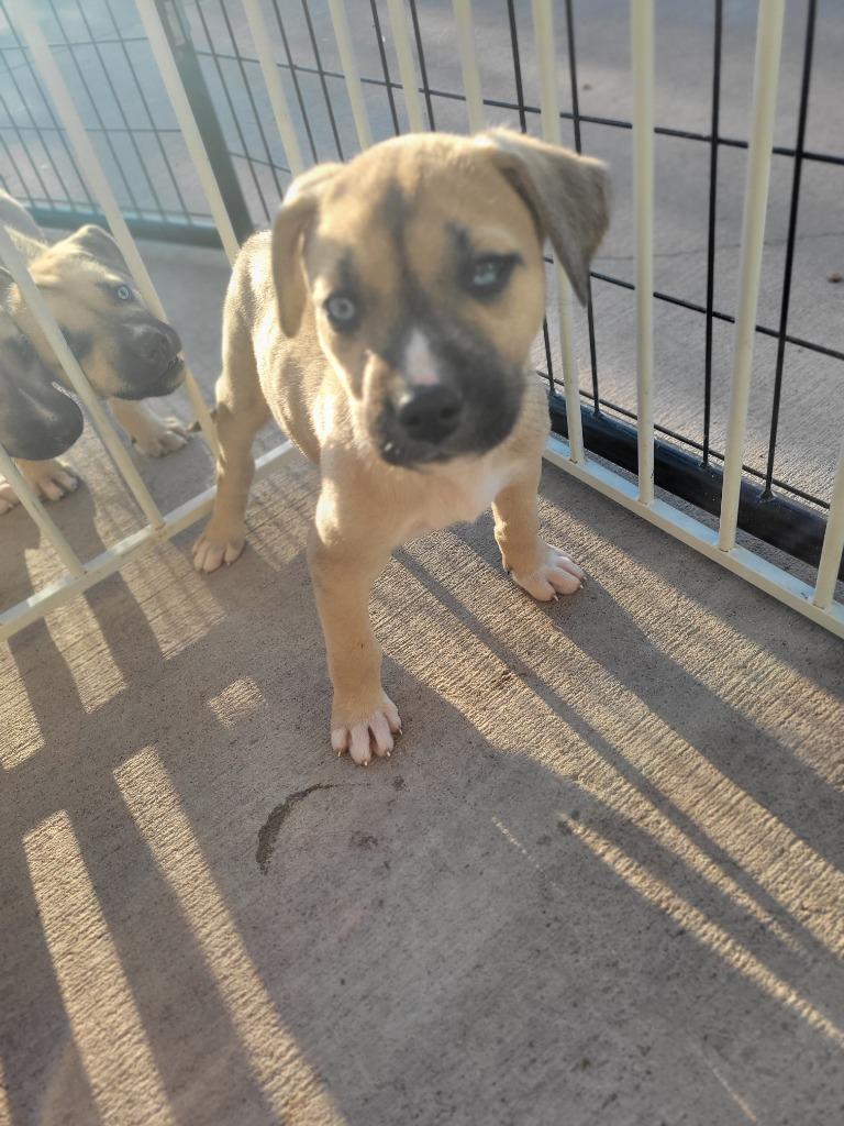 Enlarge U1 Spider, a Adoptable mixed breed in Ashland, WI image 2/2