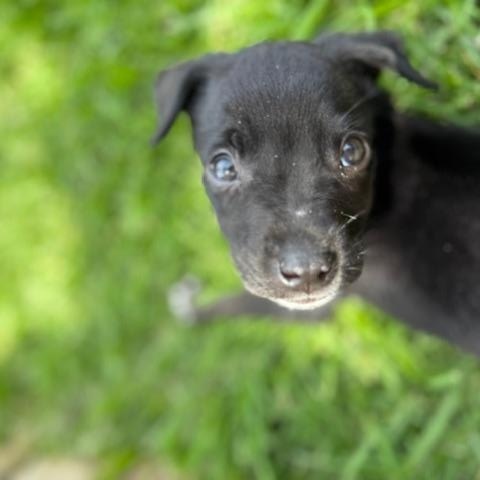 Enlarge Tootie, a Adoptable mixed breed in Spokane, WA image 4/6