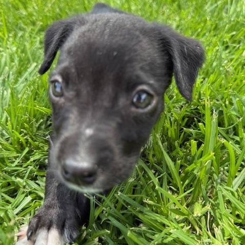 Enlarge Tootie, a Adoptable mixed breed in Spokane, WA image 3/6