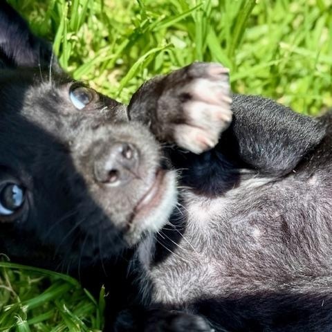 Enlarge Tootie, a Adoptable mixed breed in Spokane, WA image 6/6