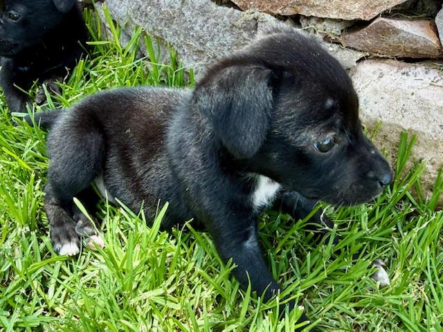 Enlarge Tootie, a Adoptable mixed breed in Spokane, WA image 5/6