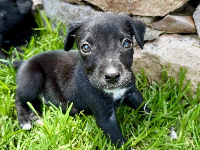 Enlarge Tootie, a Adoptable mixed breed in Spokane, WA image 2/6