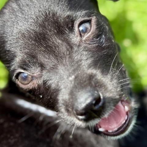 Enlarge Tootie, a Adoptable mixed breed in Spokane, WA image 1/6