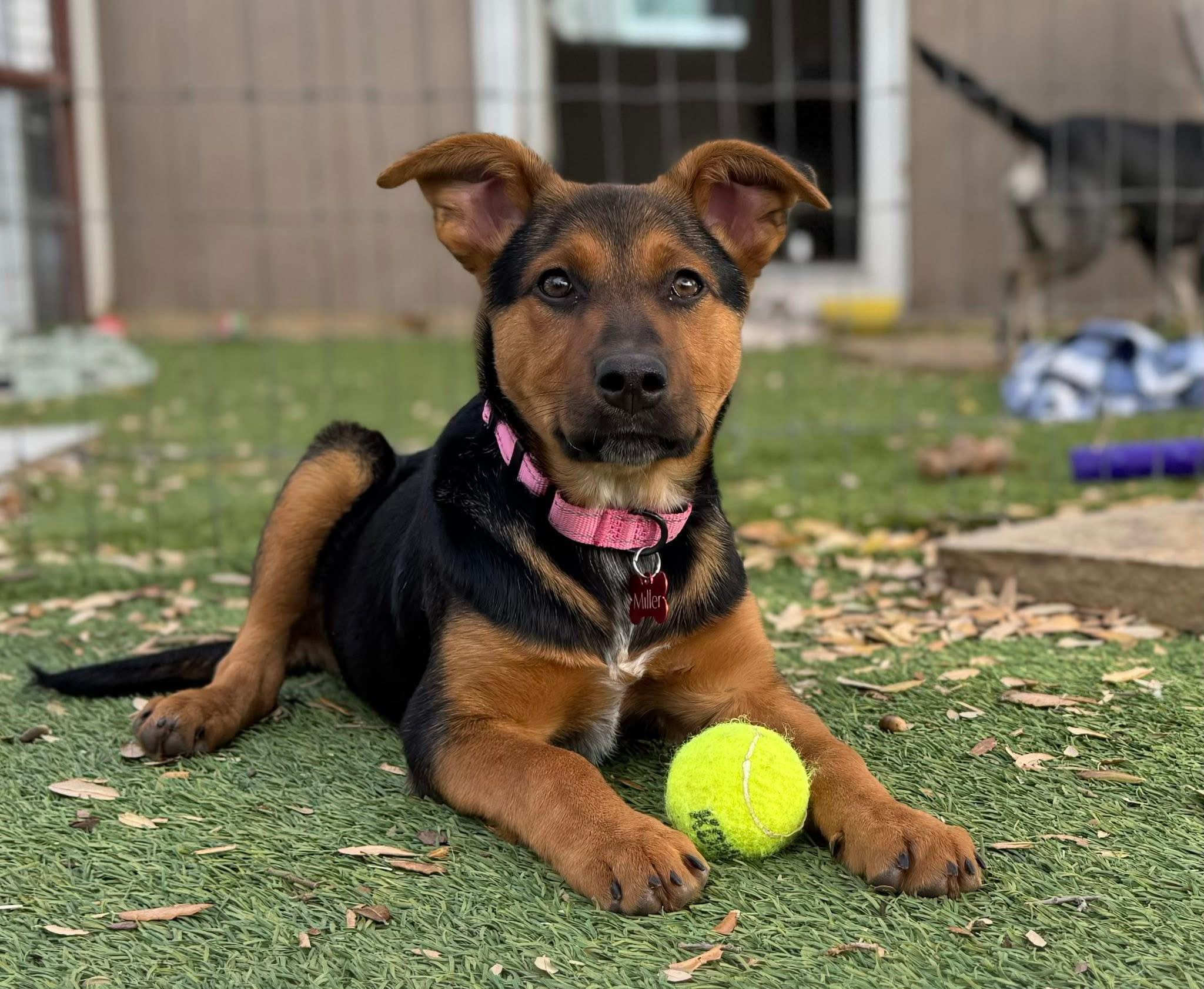 Enlarge Keely, an adopted mixed breed in Keller, TX image 1/5