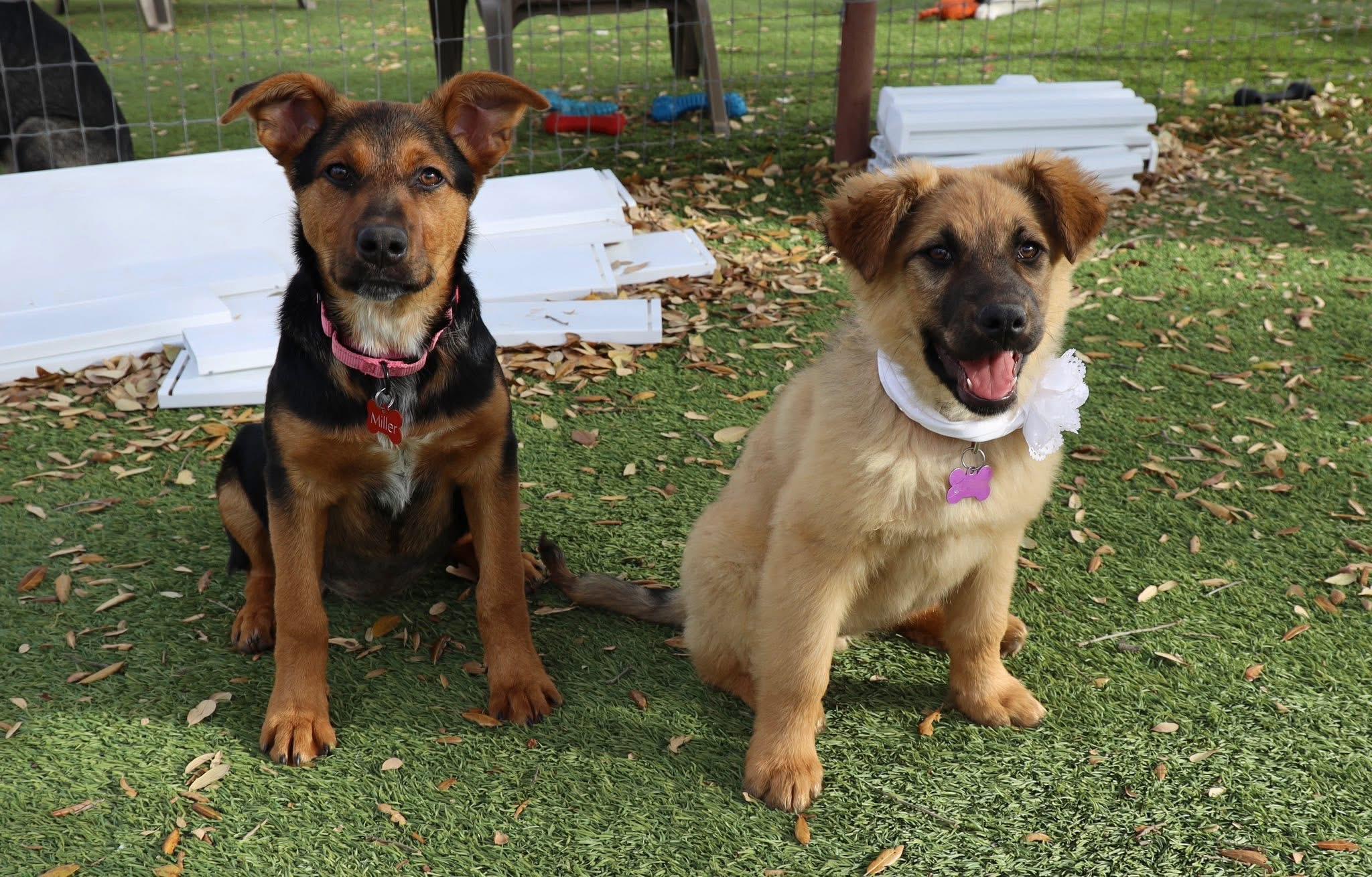 Enlarge Keely, an adopted mixed breed in Keller, TX image 4/5