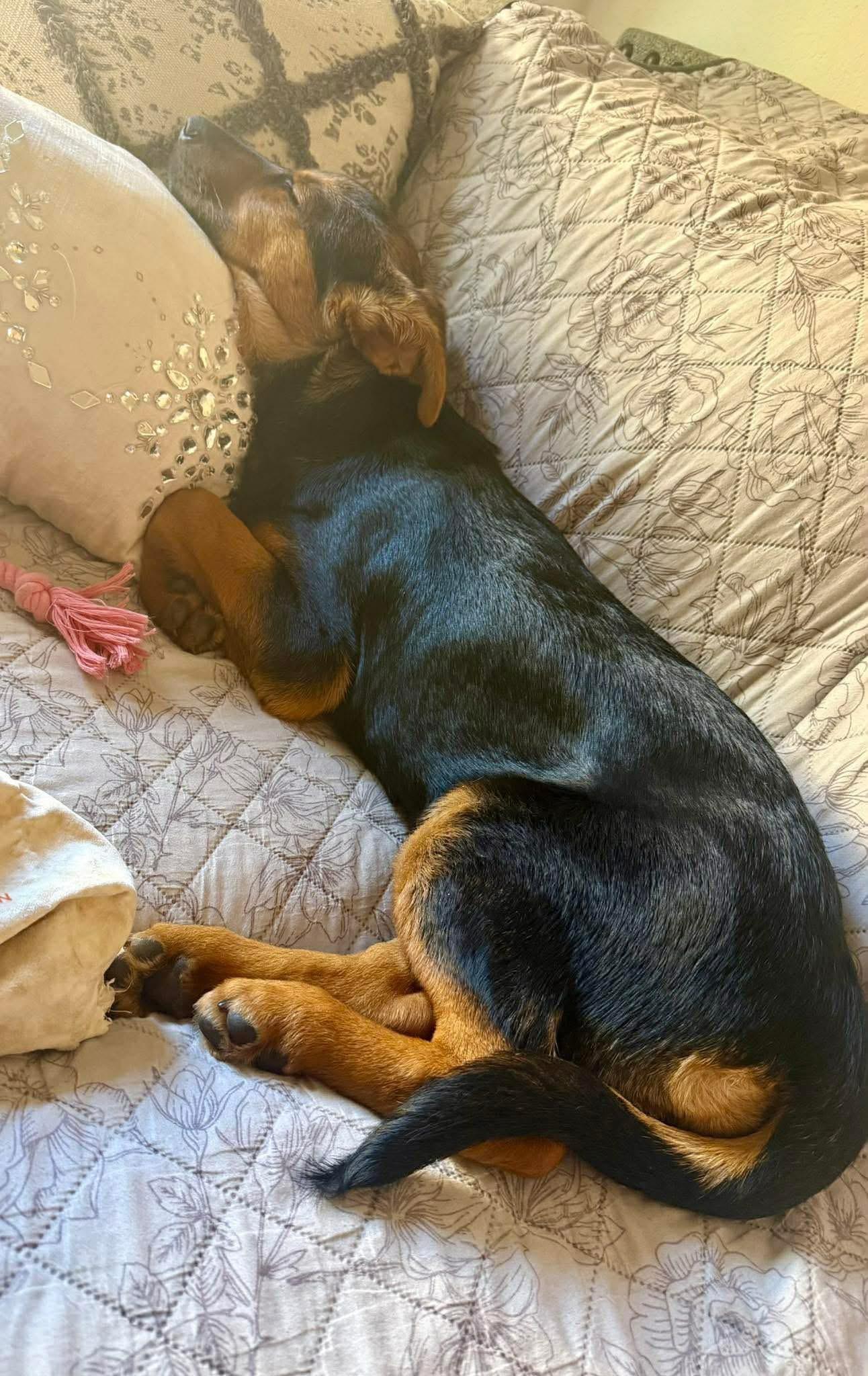 Enlarge Keely, an adopted mixed breed in Keller, TX image 5/5